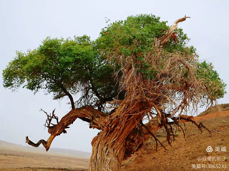 戈壁之魂——银根